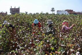 Cotton Harvest Season