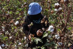 Cotton Harvest Season