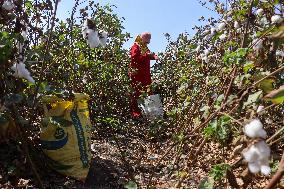 Cotton Harvest Season