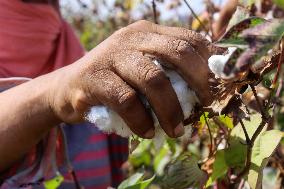 Cotton Harvest Season