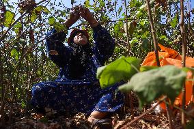 Cotton Harvest Season