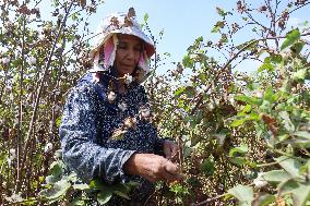 Cotton Harvest Season