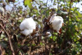 Cotton Harvest Season