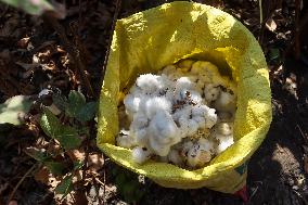 Cotton Harvest Season