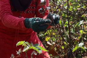 Cotton Harvest Season