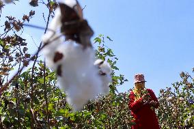 Cotton Harvest Season