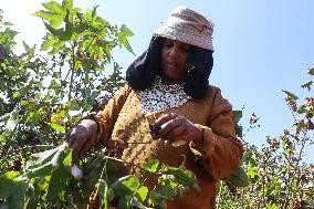 Cotton Harvest Season