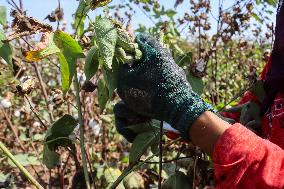 Cotton Harvest Season