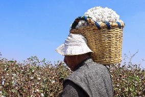 Cotton Harvest Season