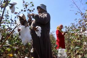 Cotton Harvest Season