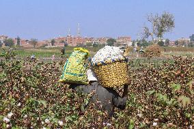 Cotton Harvest Season