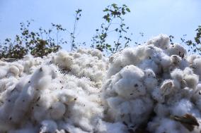 Cotton Harvest Season