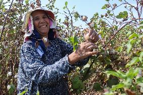 Cotton Harvest Season