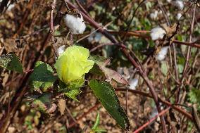 Cotton Harvest Season