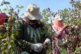 Cotton Harvest Season