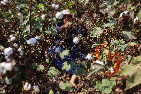 Cotton Harvest Season