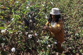 Cotton Harvest Season