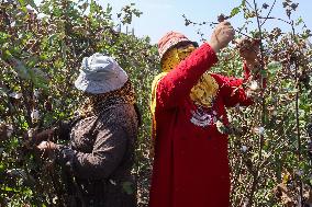 Cotton Harvest Season