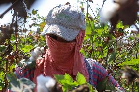 Cotton Harvest Season