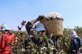 Cotton Harvest Season