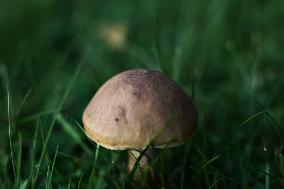 Mushrooms In Poland