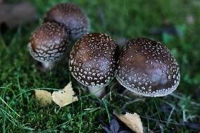 Mushrooms In Poland