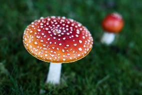 Mushrooms In Poland