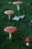 Mushrooms In Poland