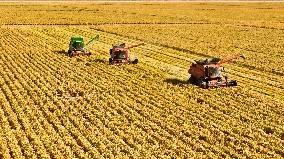 A Millet Planting Base in Zhangye