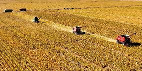 A Millet Planting Base in Zhangye