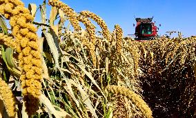 A Millet Planting Base in Zhangye