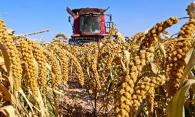 A Millet Planting Base in Zhangye