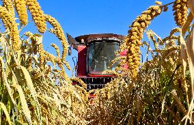 A Millet Planting Base in Zhangye