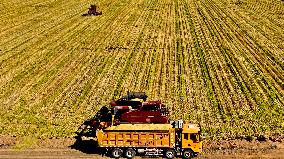 A Millet Planting Base in Zhangye