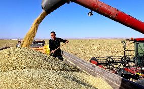 A Millet Planting Base in Zhangye