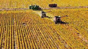 A Millet Planting Base in Zhangye