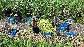 Water Bamboo Harvest in Lianyungang