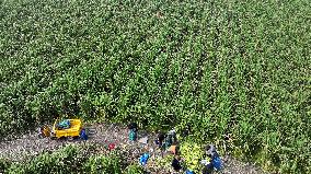 Water Bamboo Harvest in Lianyungang