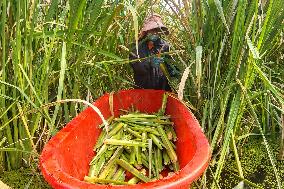 Water Bamboo Harvest in Lianyungang