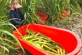 Water Bamboo Harvest in Lianyungang