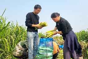 Water Bamboo Harvest in Lianyungang