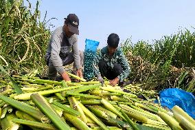 Water Bamboo Harvest in Lianyungang