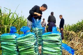 Water Bamboo Harvest in Lianyungang