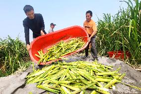 Water Bamboo Harvest in Lianyungang