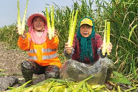 Water Bamboo Harvest in Lianyungang