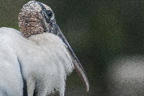 American Wood Stork