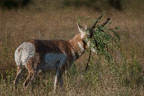 North American Pronghorn