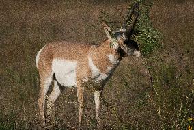 North American Pronghorn