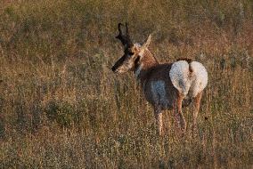 North American Pronghorn