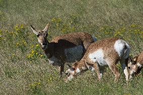 North American Pronghorn